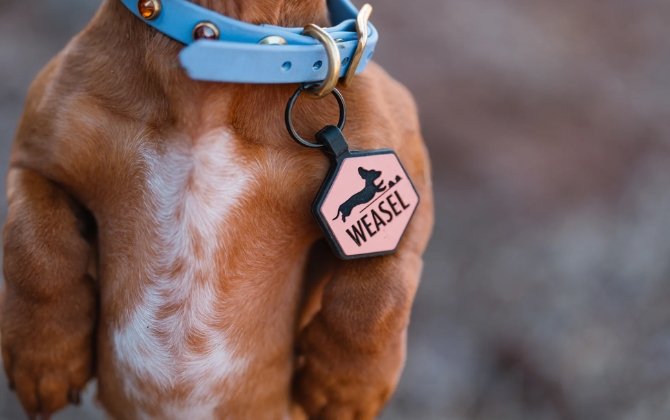 Why Choose Legensilico Silicone Dog Tags