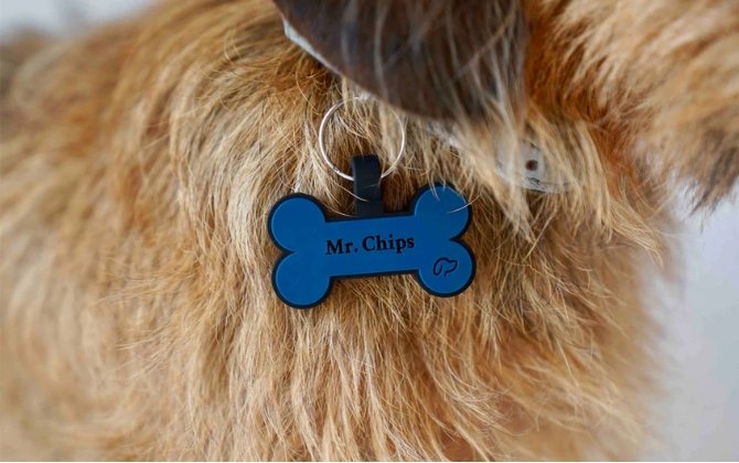 Why Choose Legensilico Silicone Dog Tags